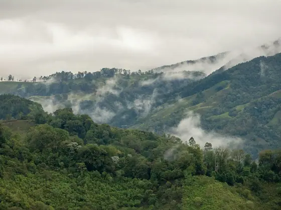 Cerros verdes con neblina